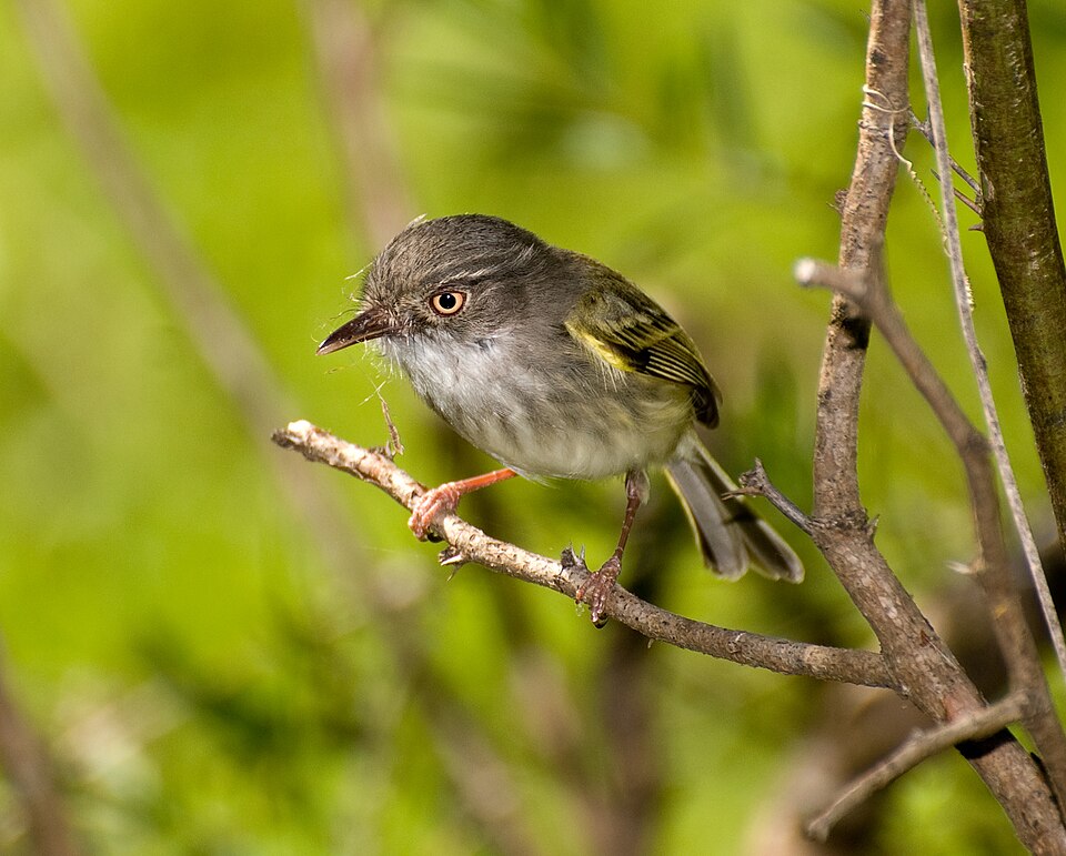 Pearly-vented Tody-Tyrant
