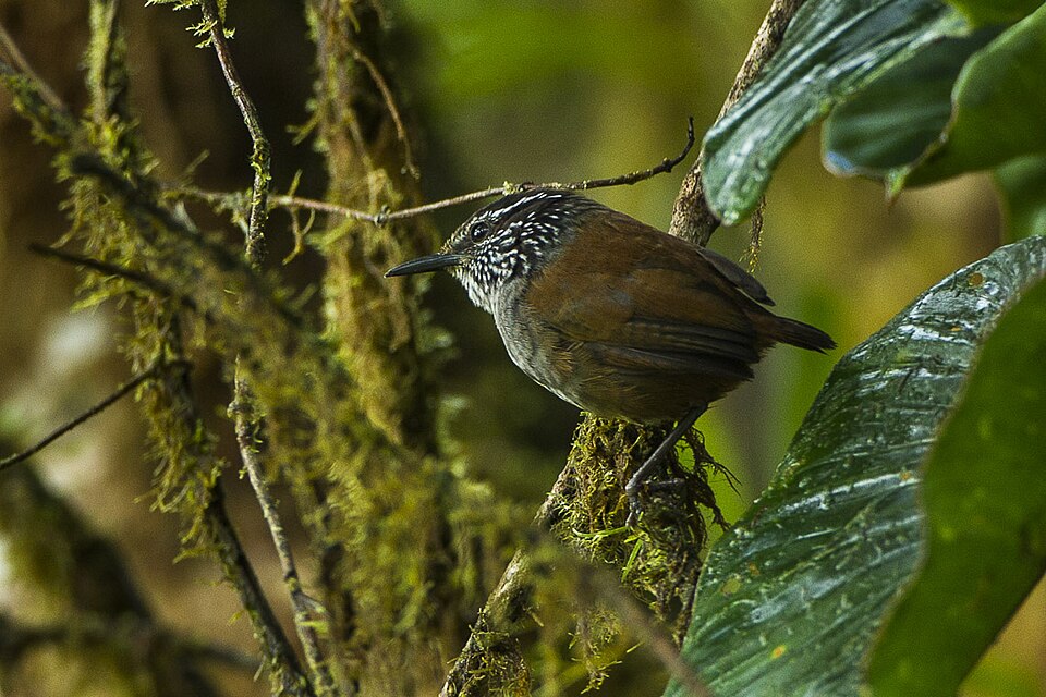 Gray-breasted Wood-Wren
