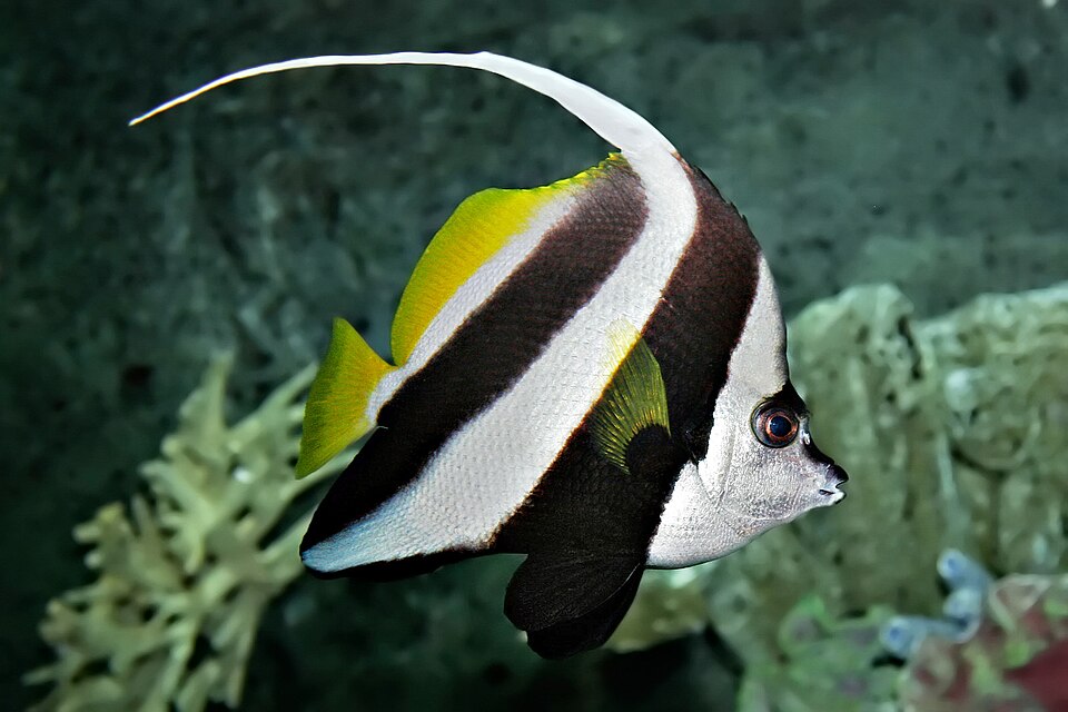 Longfin Bannerfish