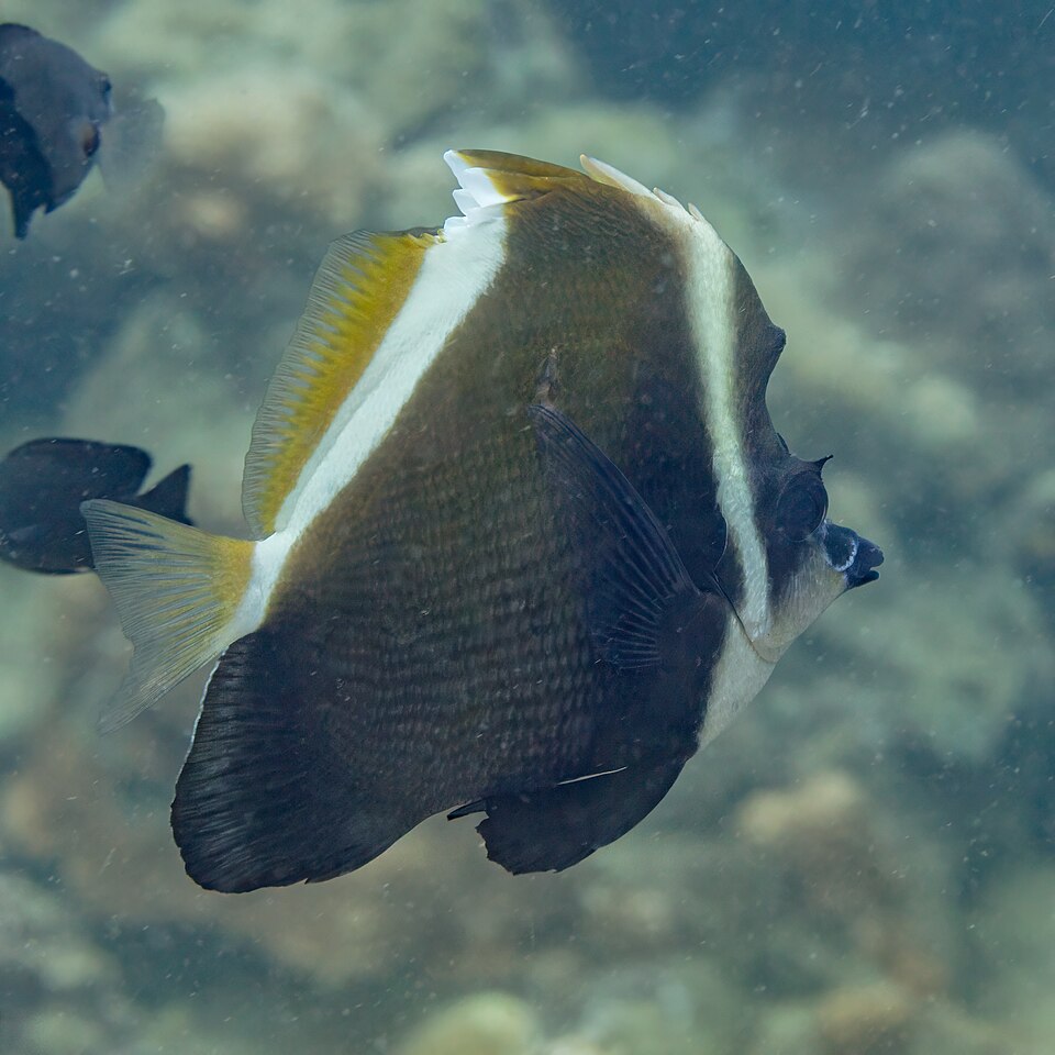 Horned Bullfish