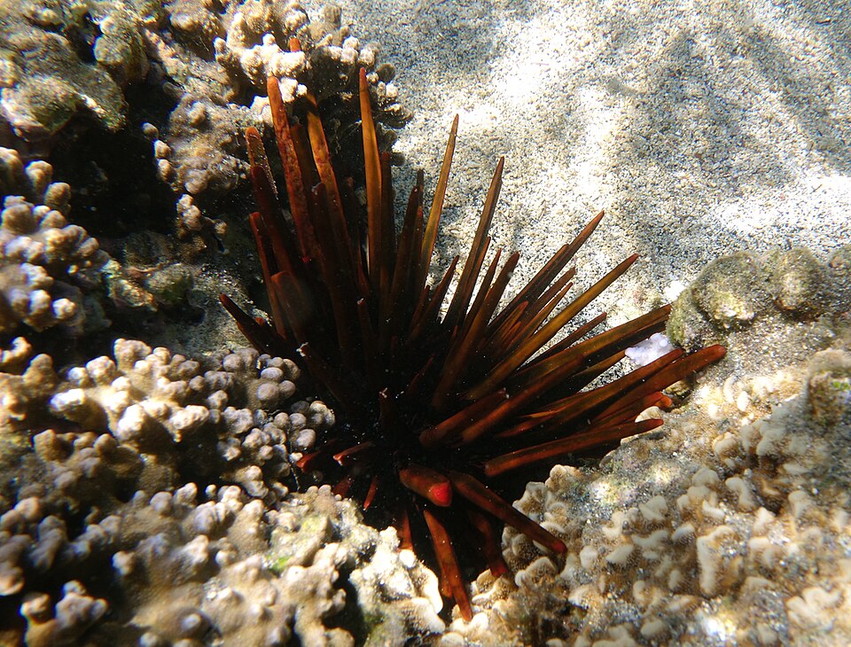 Heterocentrotus trigonarius
