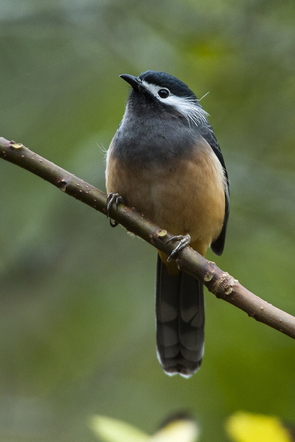 White-eared Sibia