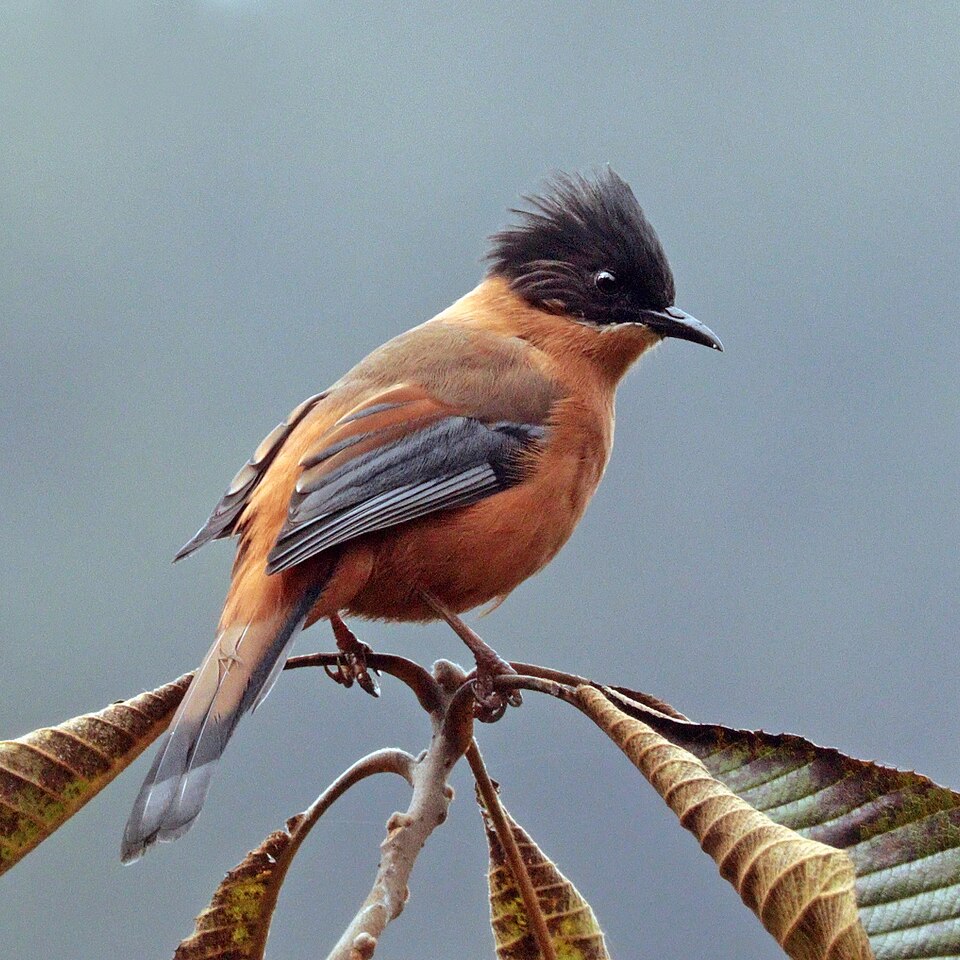 Rufous Sibia
