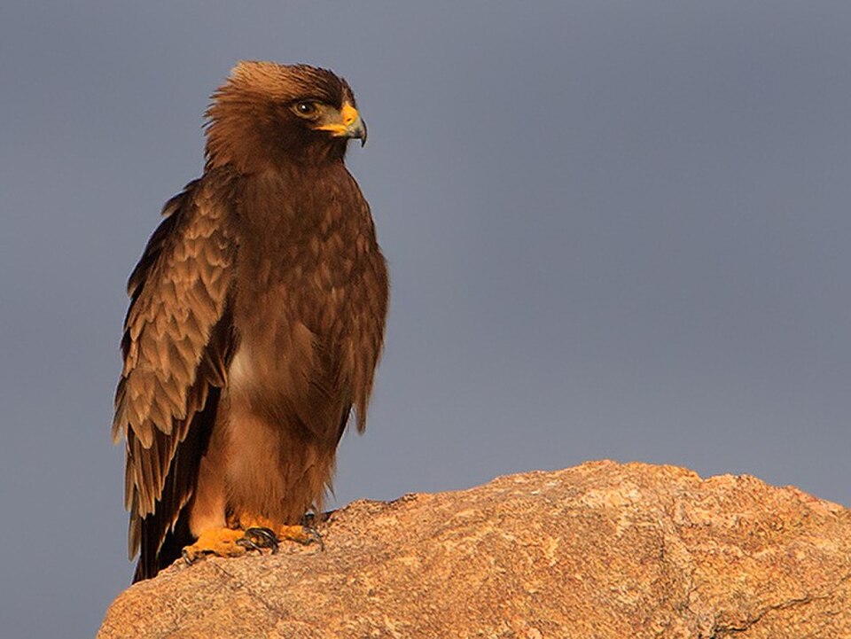 Booted Eagle