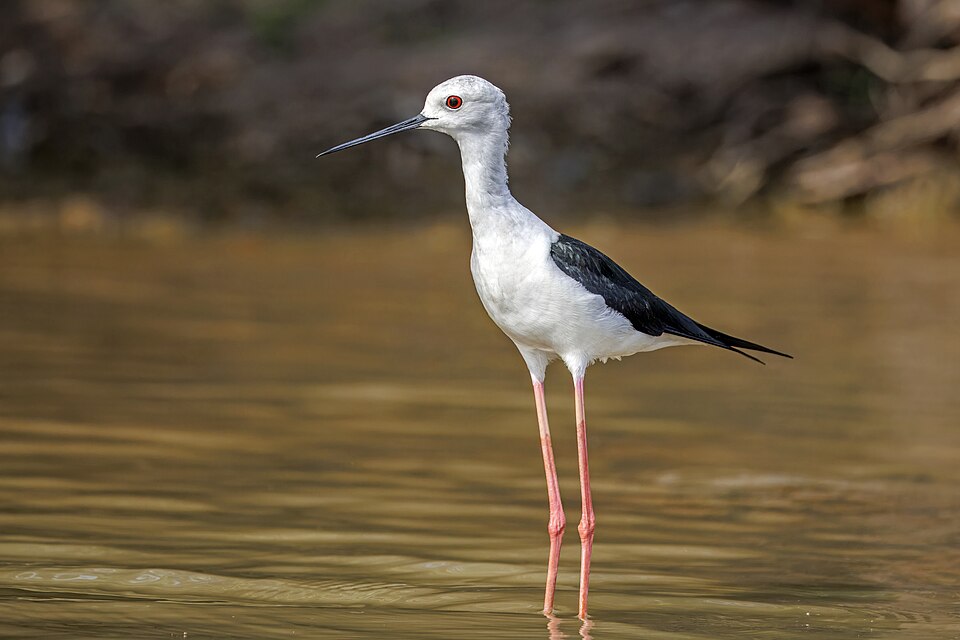 Black-winged Stilt