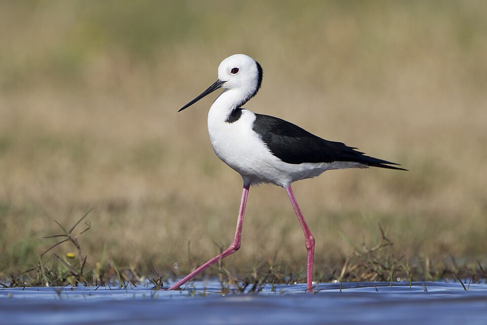 Pied Stilt