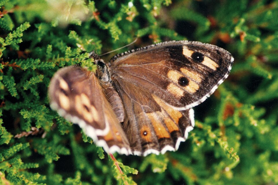 Grayling [butterfly]