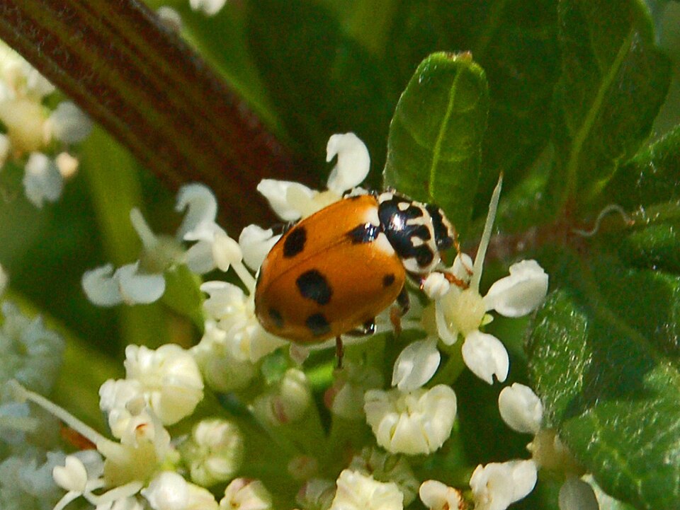 Adonis' Ladybird