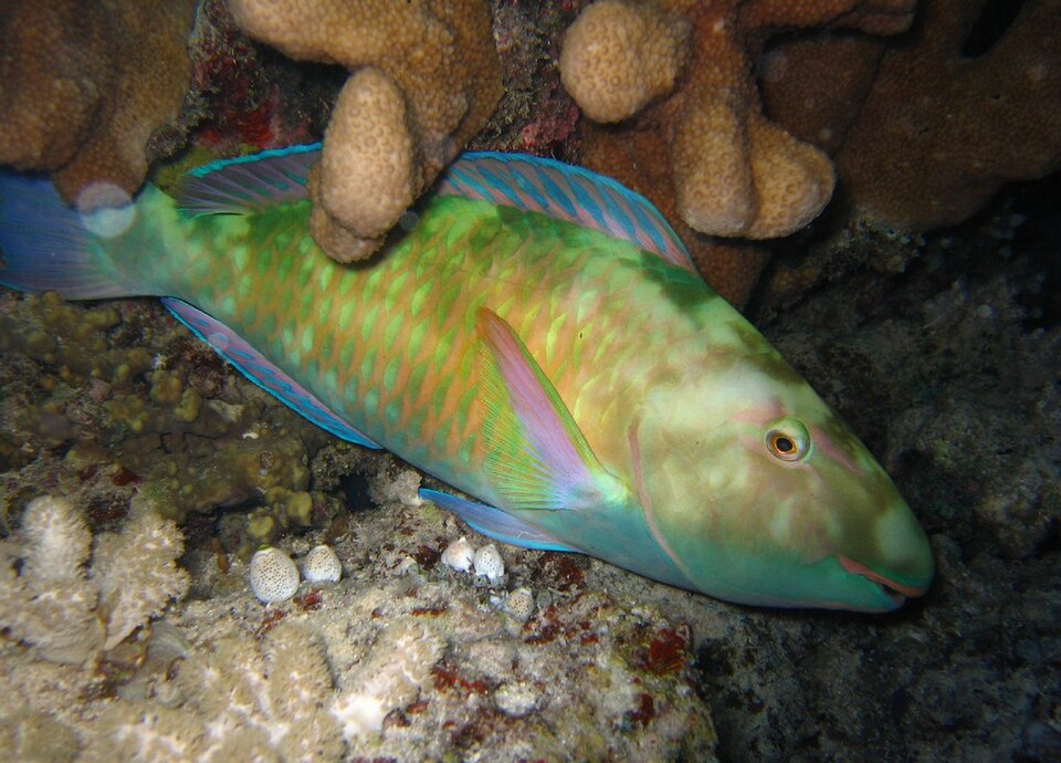 Longnose Parrotfish, Pacific longnose parrotfish