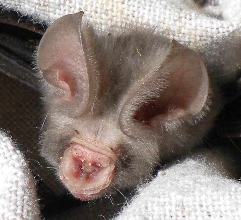 Sundevall's Roundleaf Bat