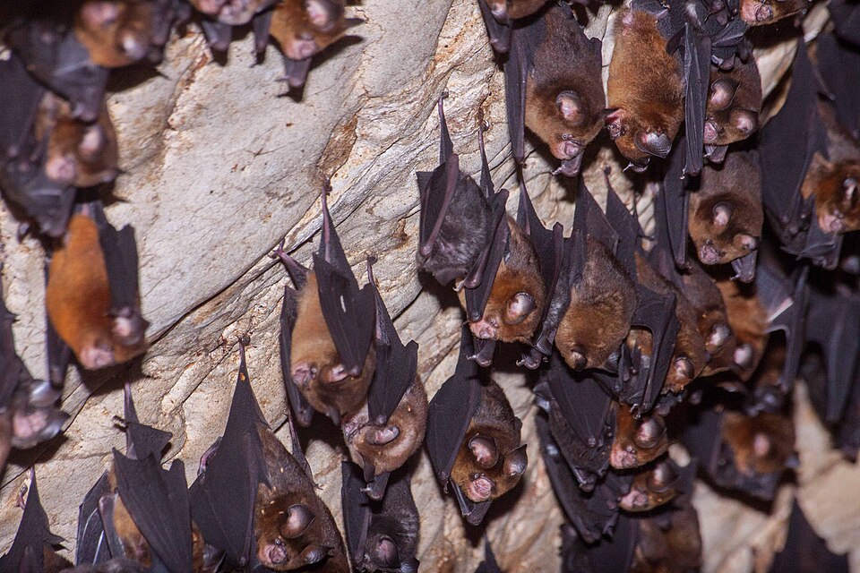 Fawn-colored Leaf-nosed Bat