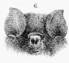 Sooty Roundleaf Bat
