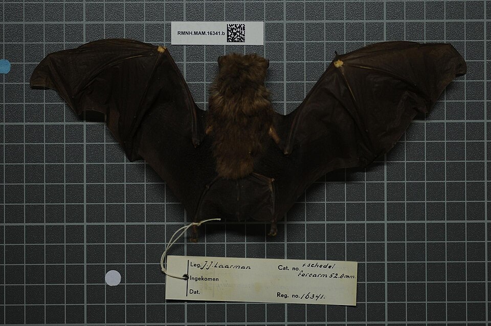 Noack's Roundleaf Bat