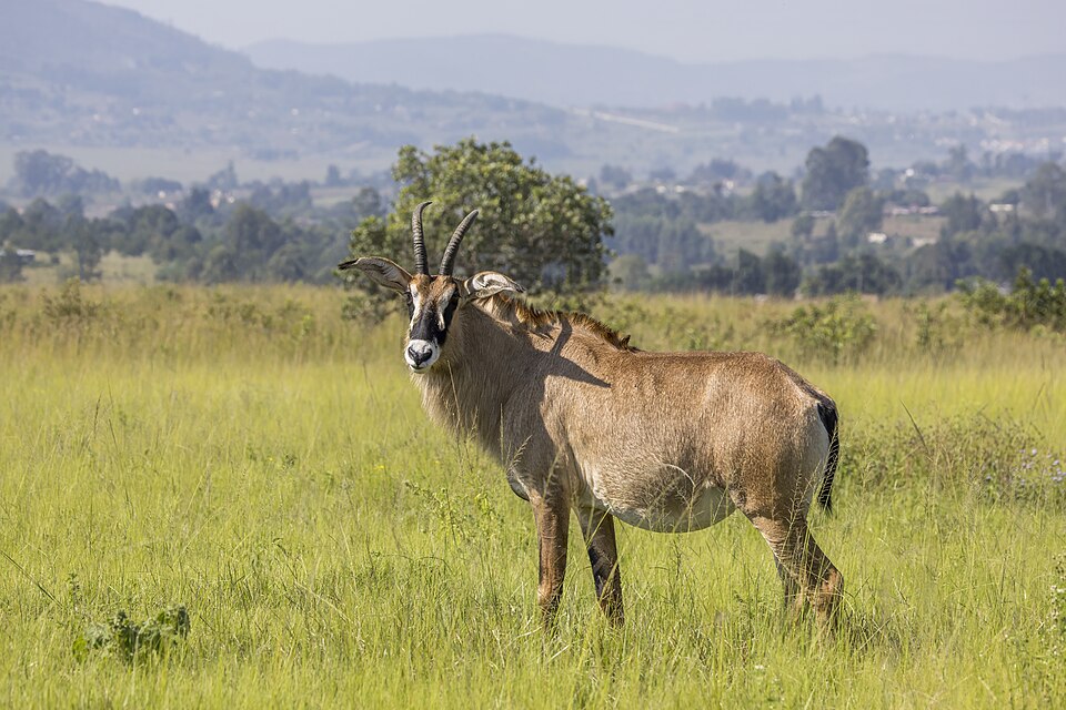 roan antelope