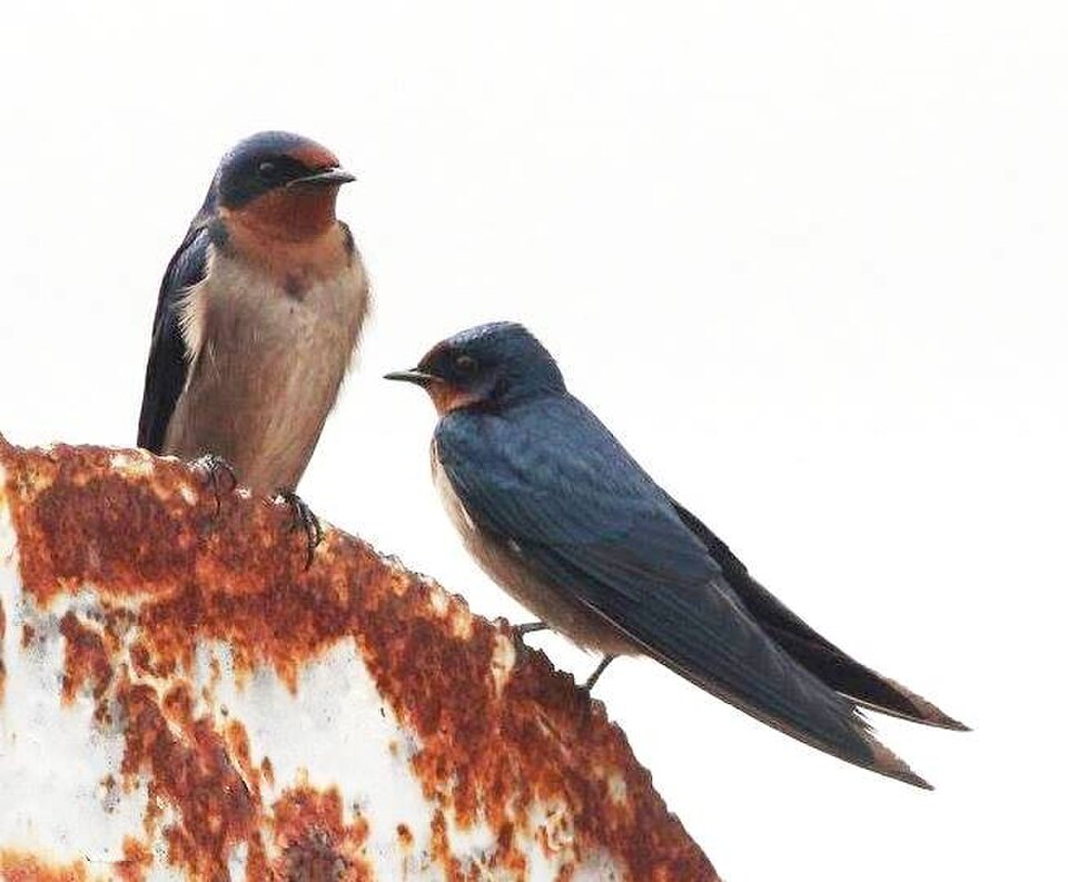 Angola Swallow