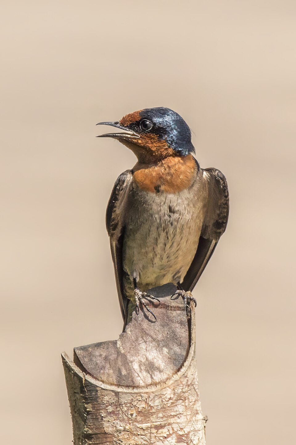 Pacific Swallow