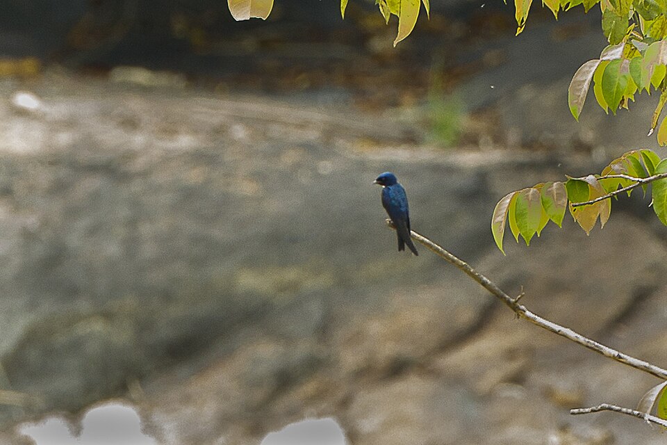 White-throated Blue Swallow