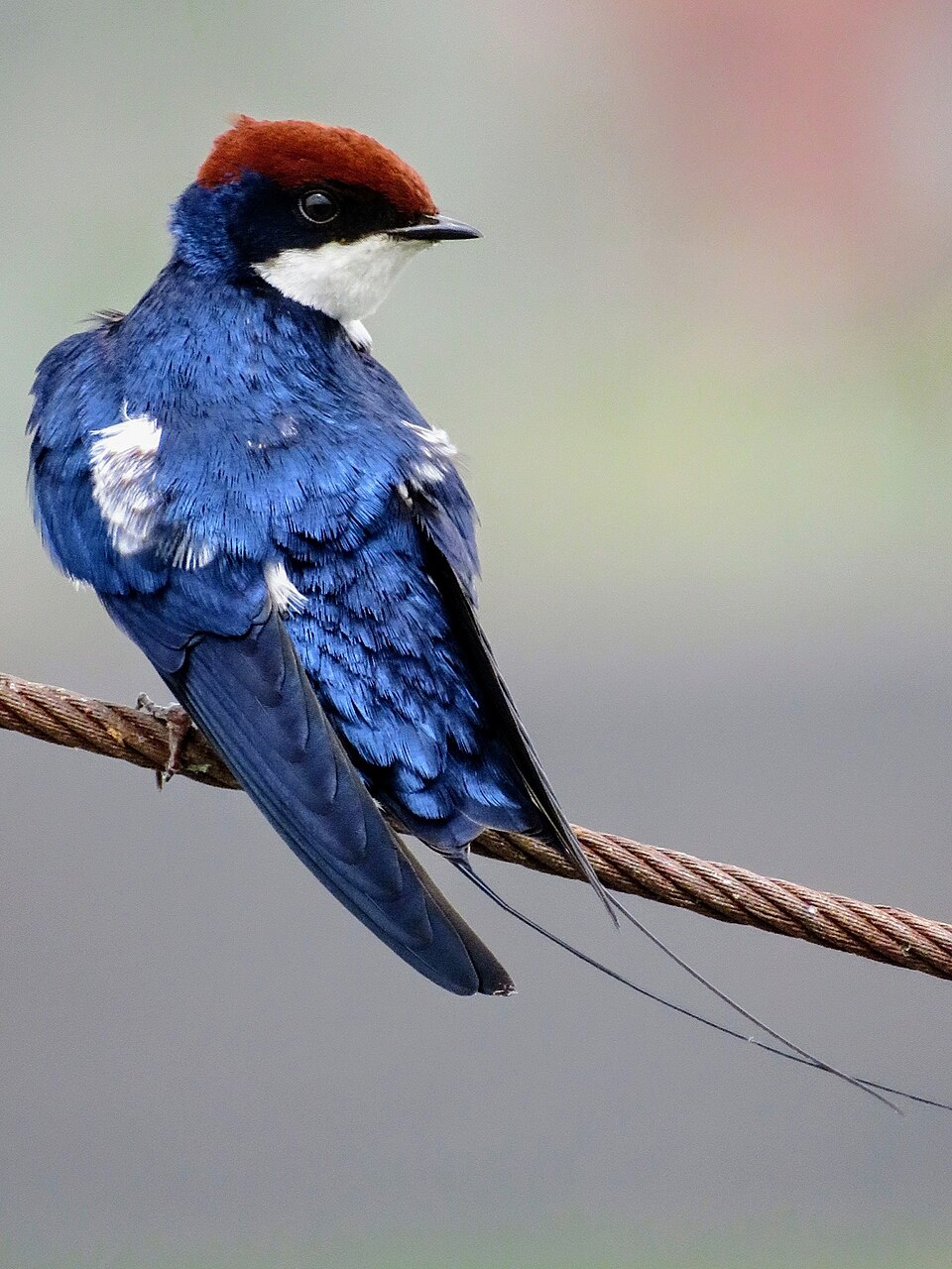 Wire-tailed Swallow