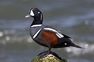 Harlequin Duck