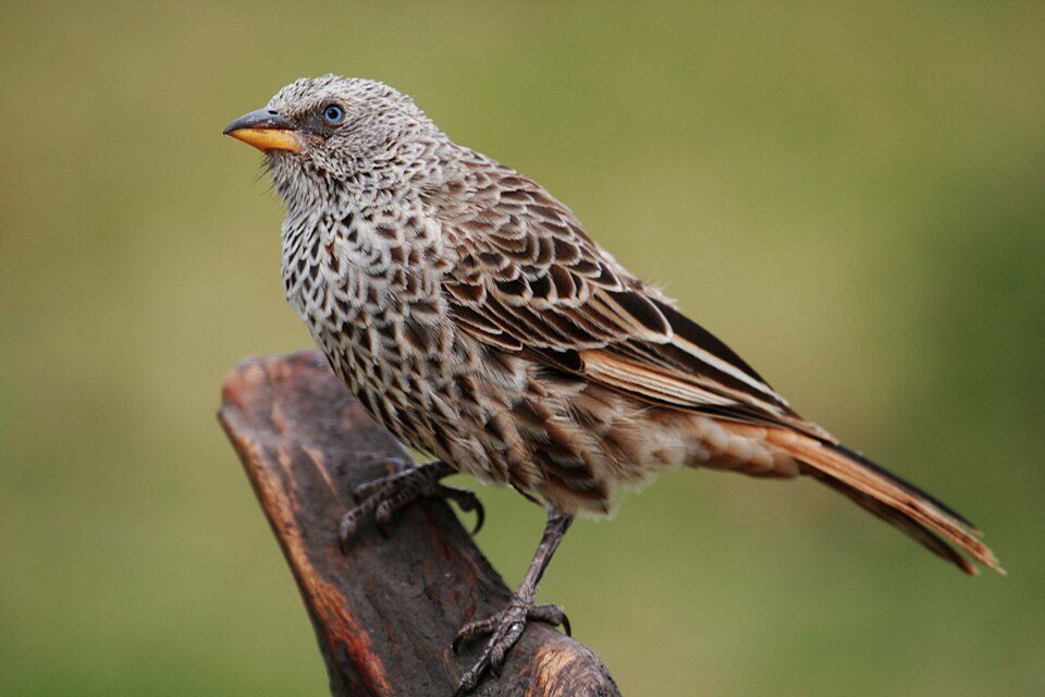 Rufous-tailed Weaver