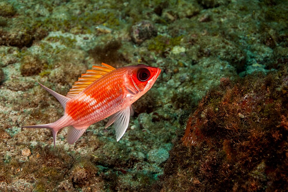 Squirrelfish