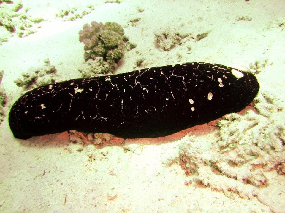 Black teatfish