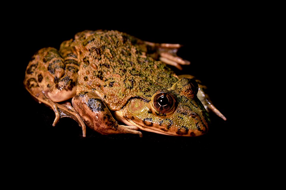 Giant Swamp Frog