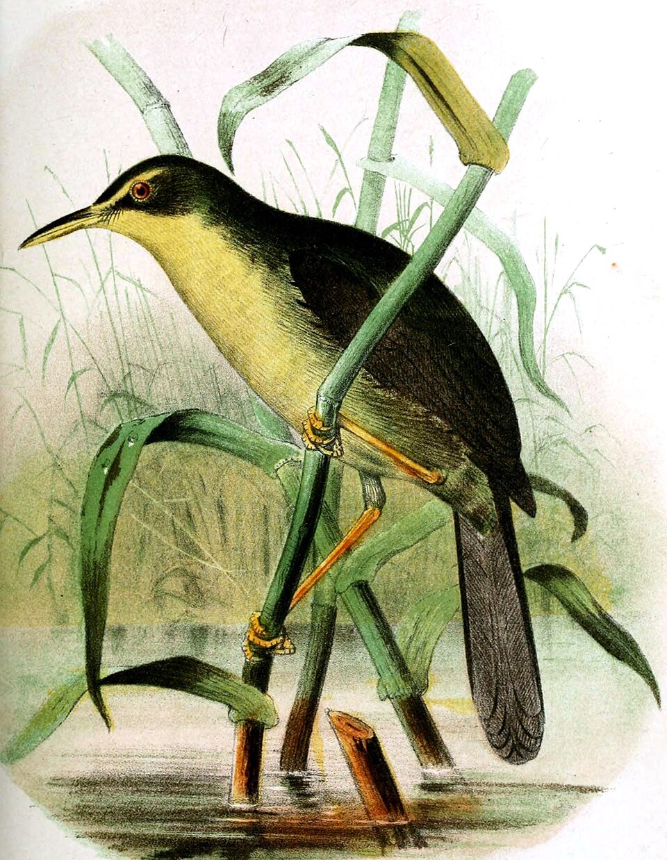 Palau Bush Warbler