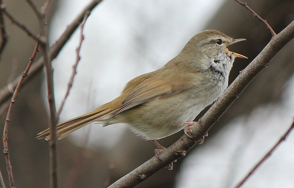 Japanese Bush Warbler