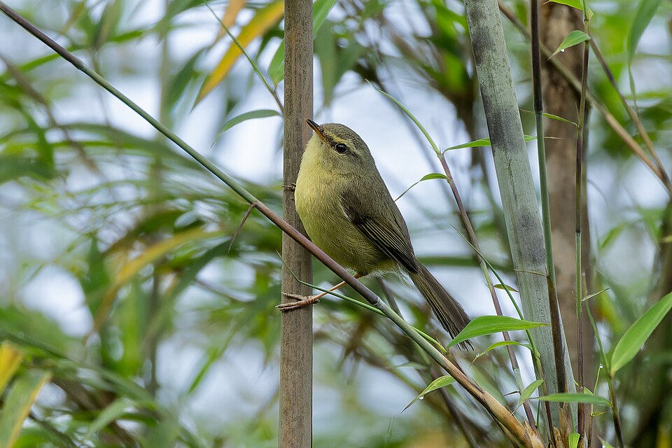 Aberrant Bush Warbler