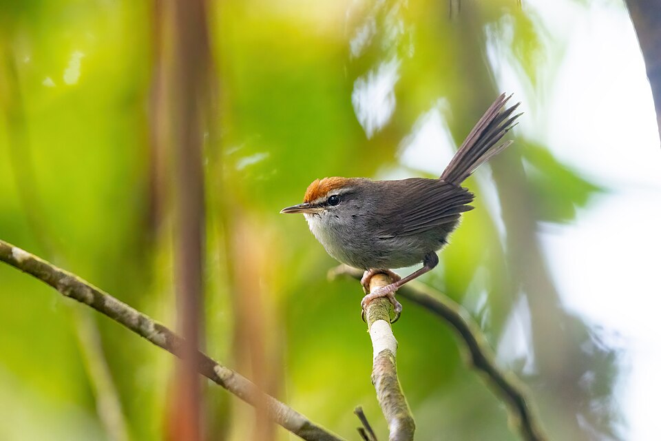 Fiji Bush Warbler