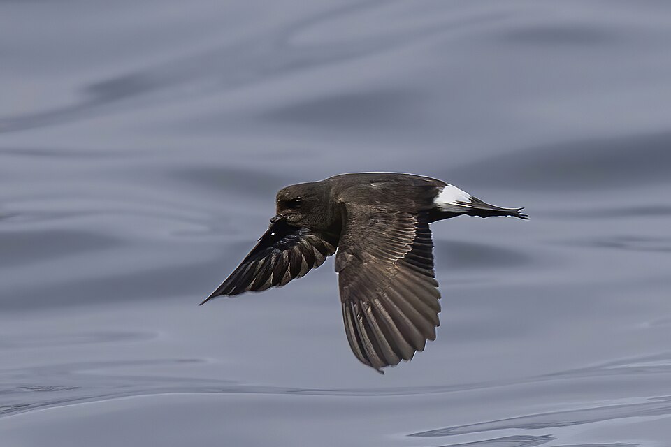 European Storm-Petrel