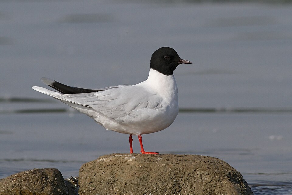 Little Gull