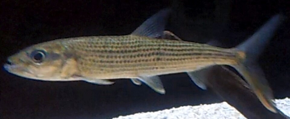 Characin