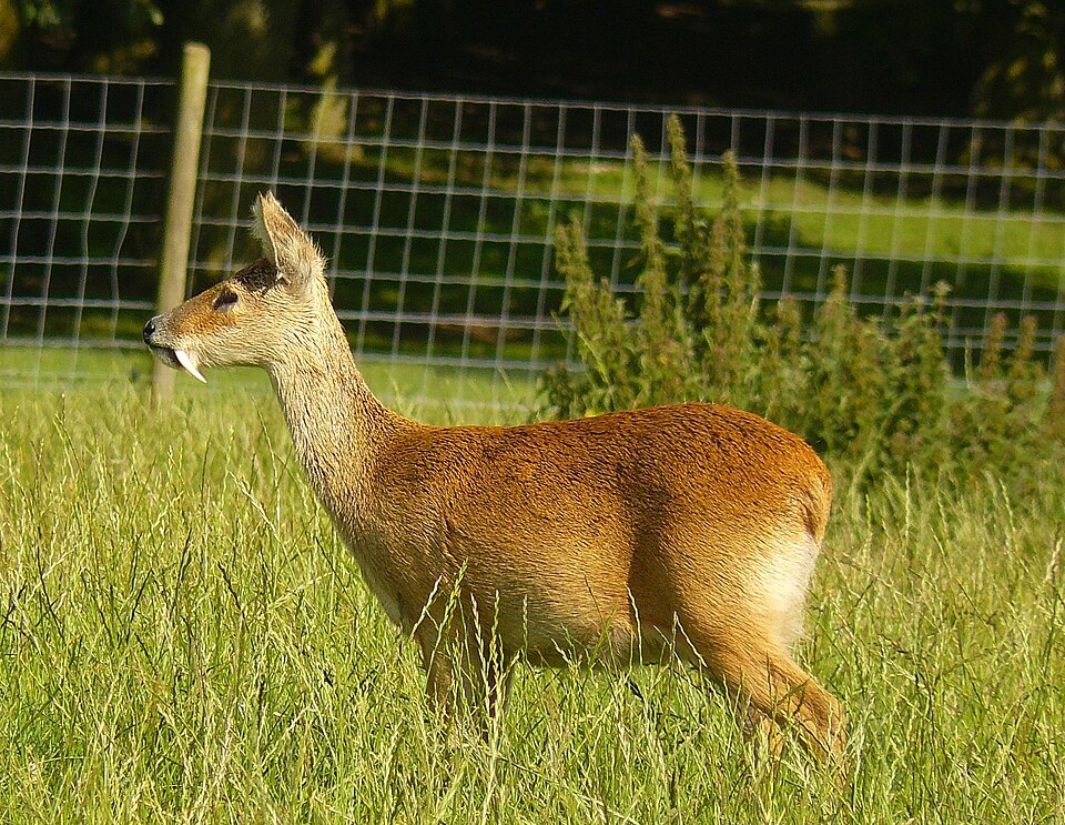 Chinese Water Deer