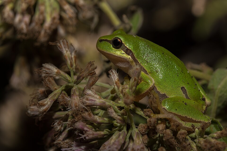 Common Tree Frog