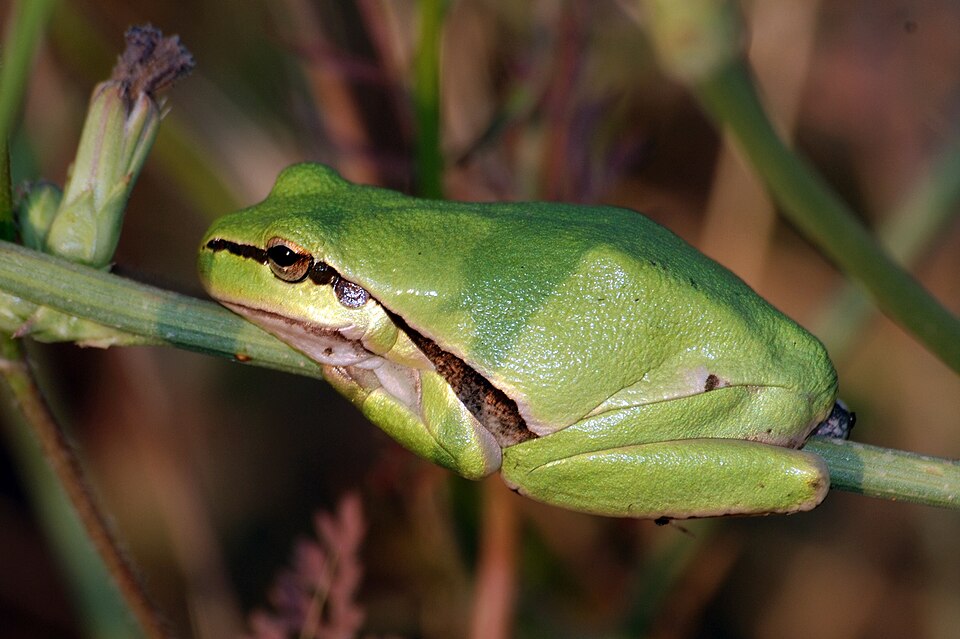 Lemon-Yellow Tree Frog