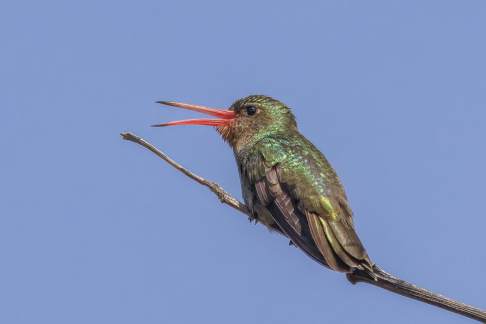 Gilded Hummingbird