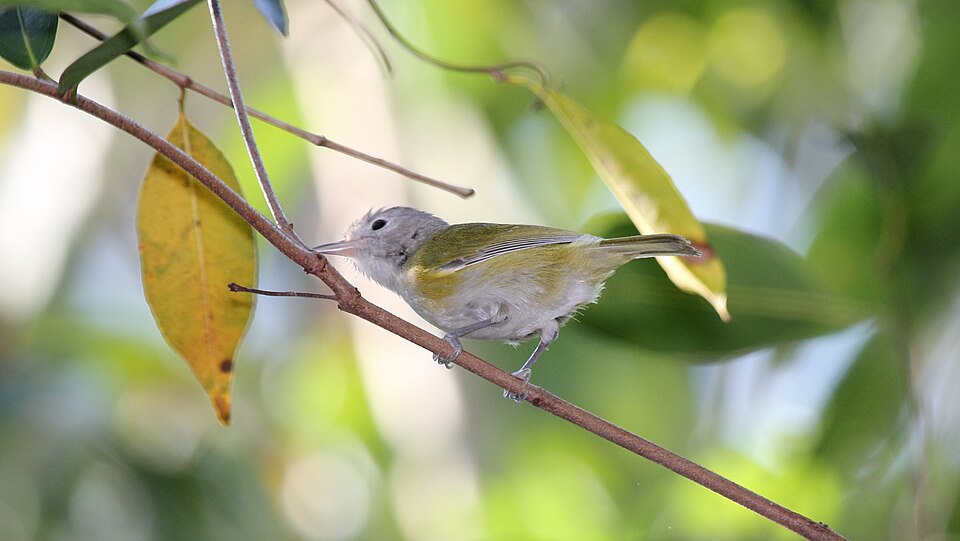 Lesser Greenlet