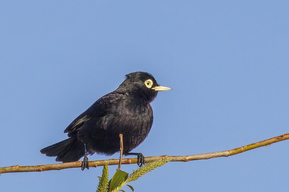 Spectacled Tyrant