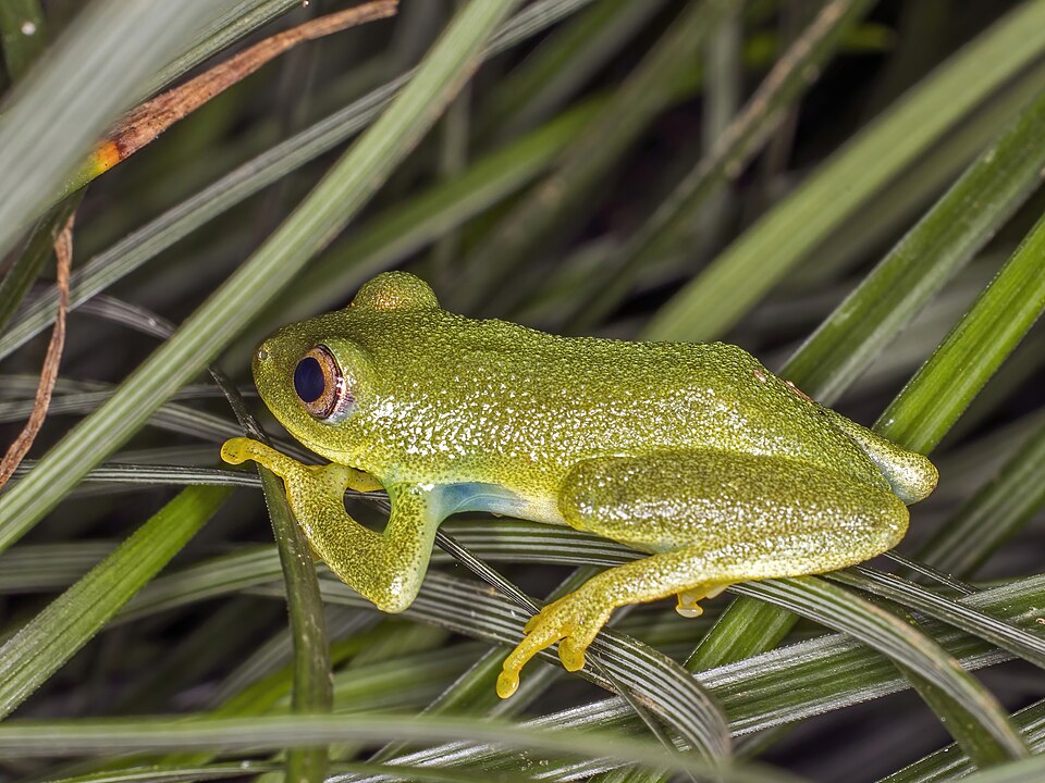 Drewes' Reed Frog