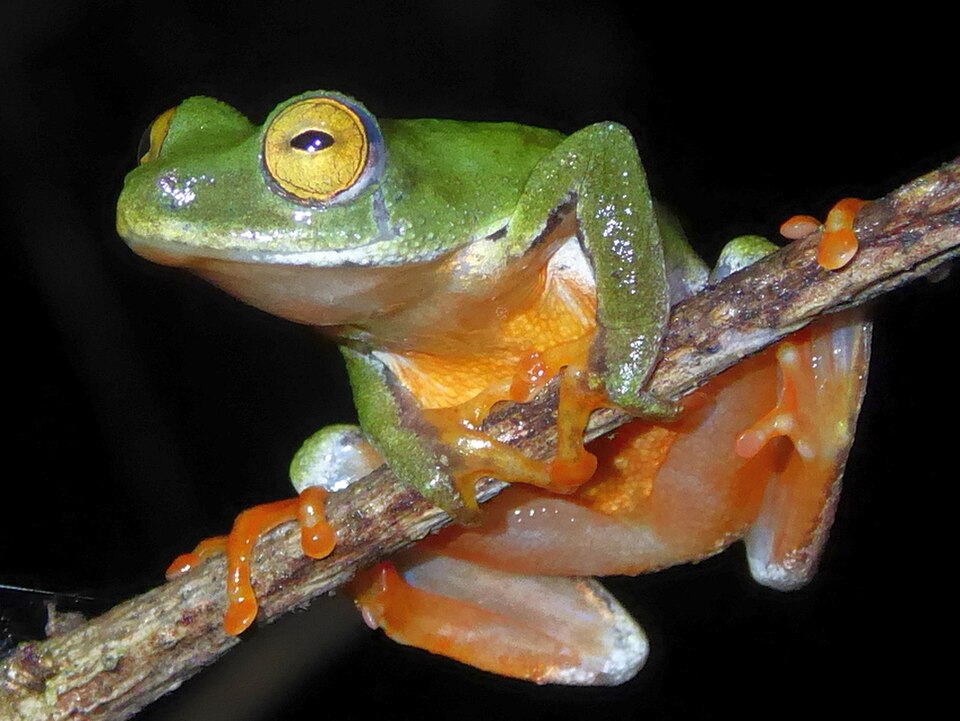 Moller's Gulf Frog