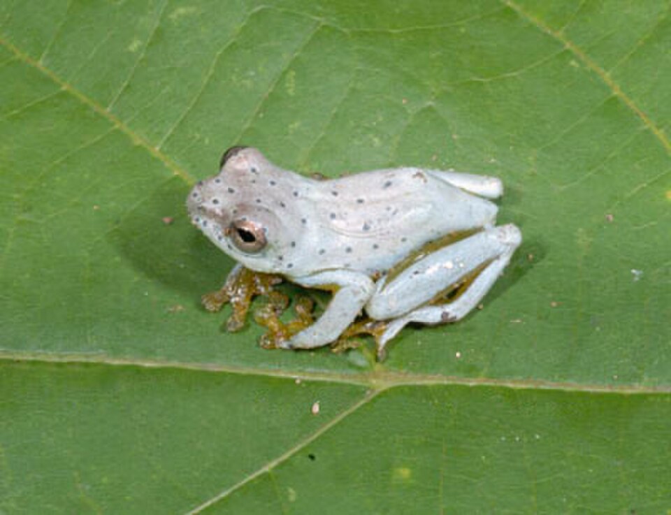 Golden-eyed Reed Frog