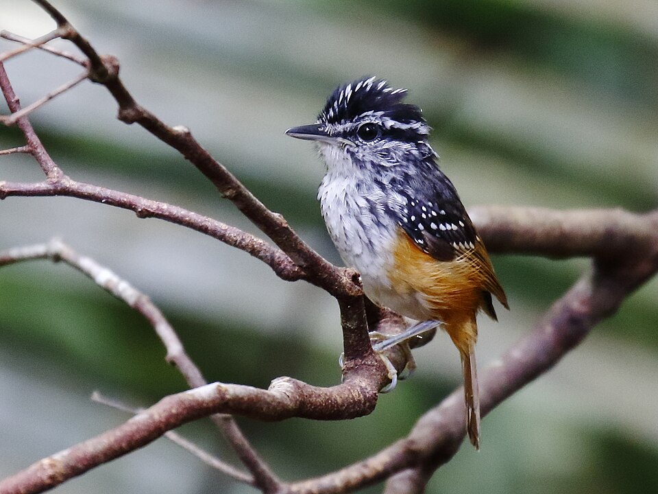 Guianan Warbling-Antbird