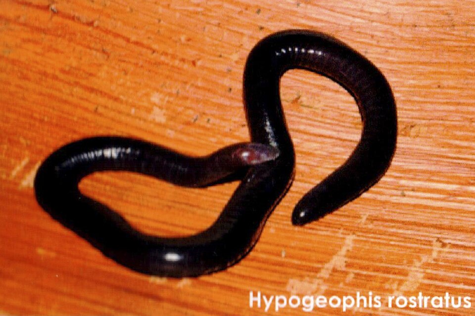 Frigate Island Caecilian