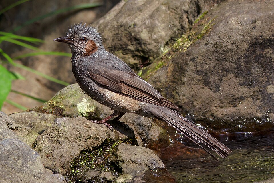 Brown-eared Bulbul