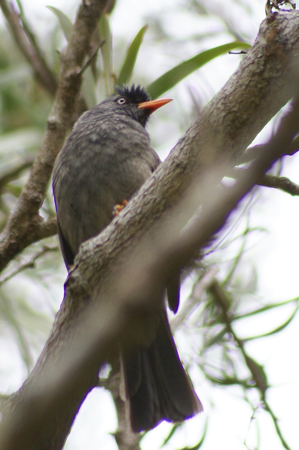 Reunion Bulbul