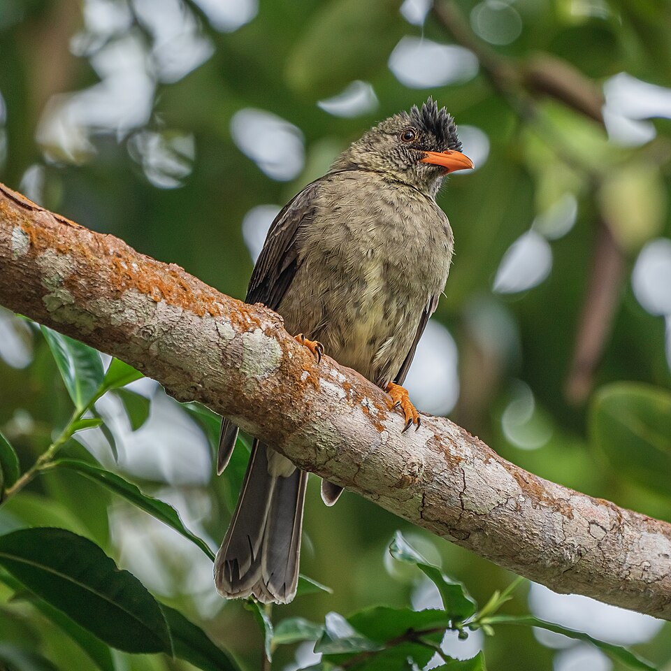 Seychelles Bulbul