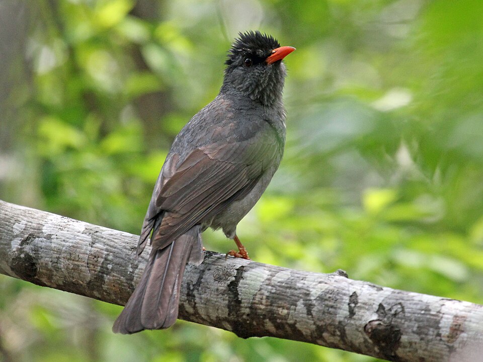 Madagascar Bulbul