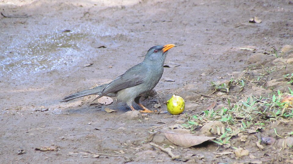 Mauritius Bulbul